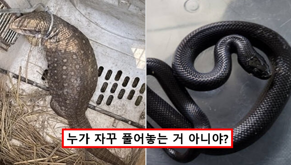 "이게 왜 여기에?".. 국내에 서식하지 않는 '블랙킹스네이크' 강남 지하철서 발견됐다