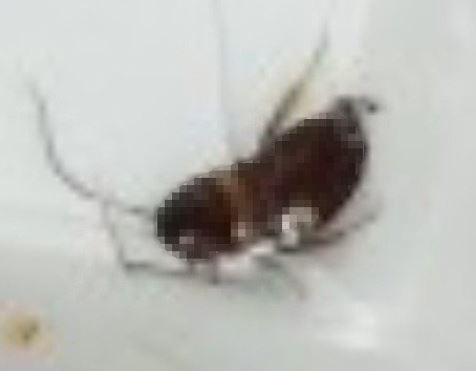 양념치킨 바퀴벌레