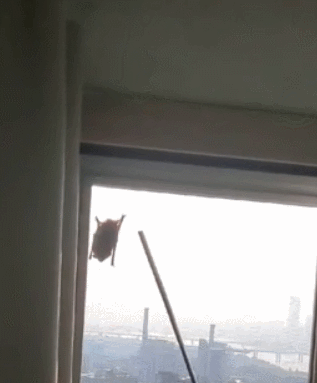 서울에 출몰한 박쥐