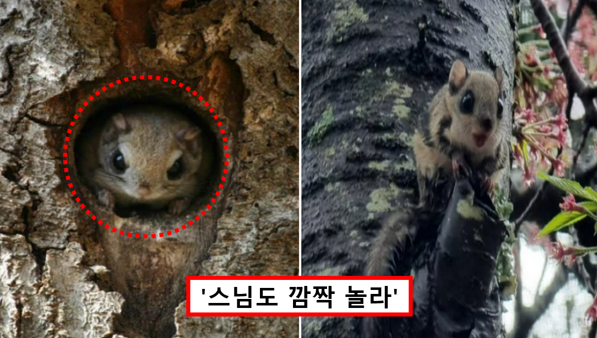 "태어나서 이런 생명체는 처음"... 경북 영덕 사찰에서 발견된 야생동물에 모두 깜짝 놀랐다