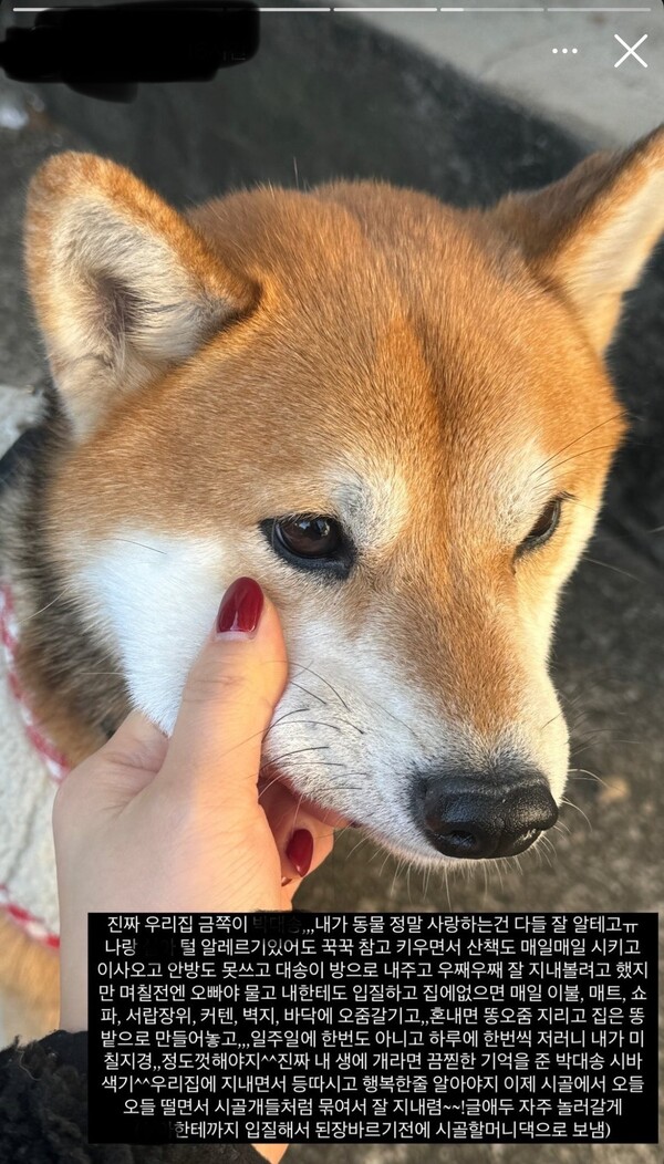 현대해상 펫보험 키즈모델 시바견 파양 논란